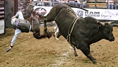 Rodeo bull throwing off rider
