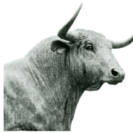 Image of a bull