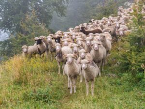 Sheeps are led to the slaughter