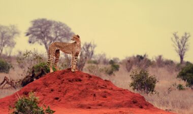 Cheetah on the hunt